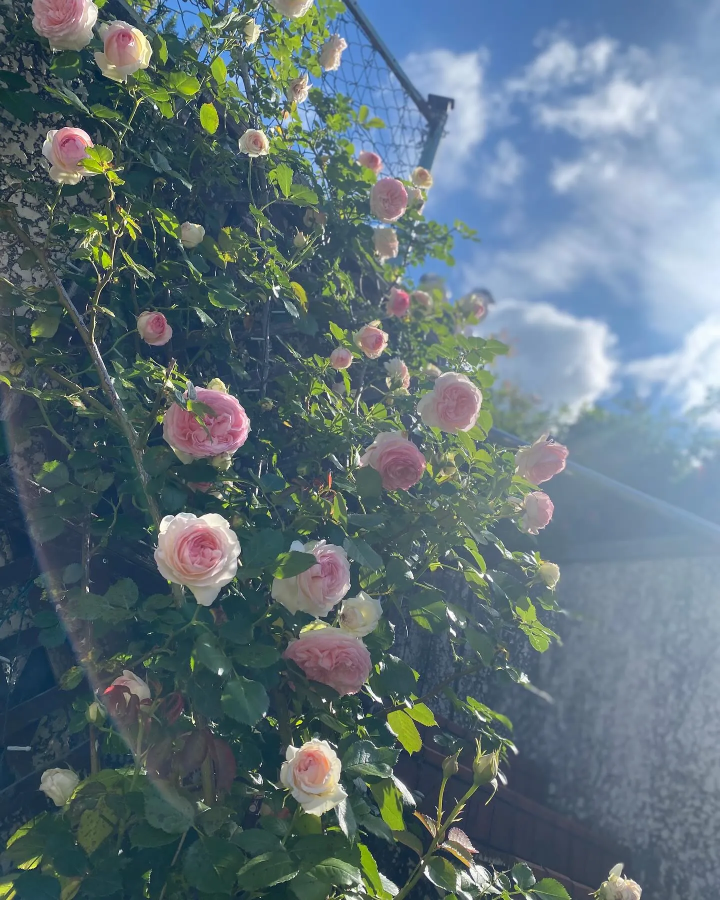 ゴールデンウィーク、みなさん楽しんでますか？✨🌸 この連休は...